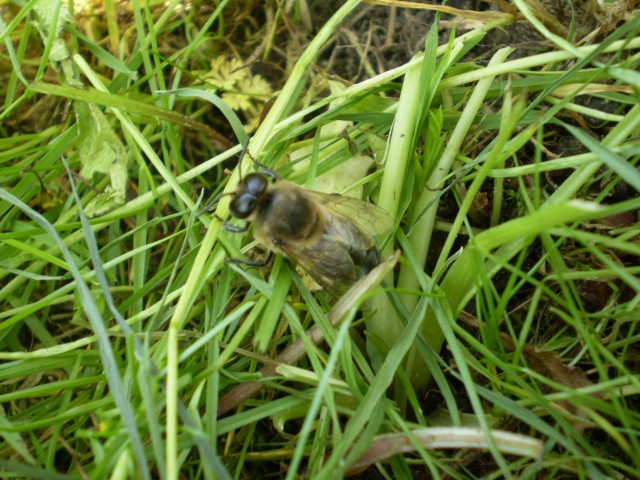 Пчелы и мёд