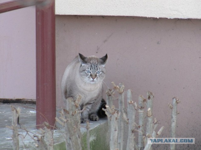 Котовторник 21.05.2013