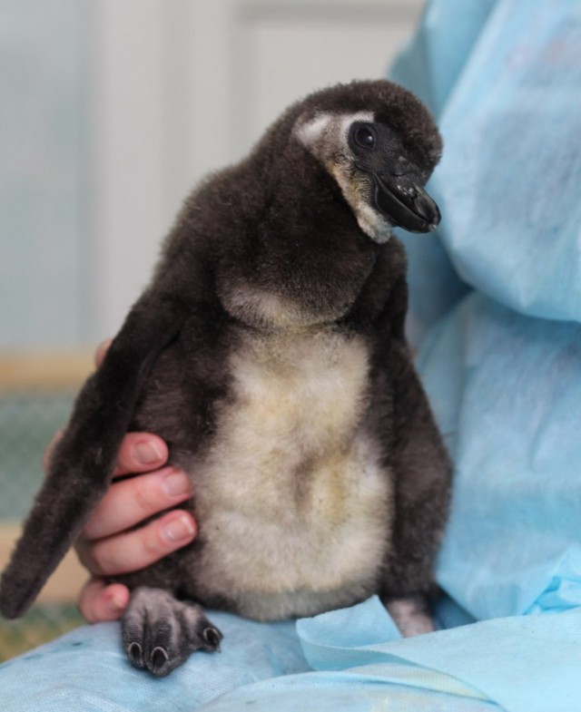 1 килограмм пингвина