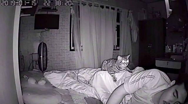 Установил ночное наблюдение за котом