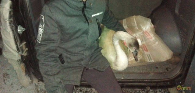 Замерзших лебедей спасла нормальная «омская пацанва»