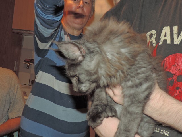 Гигантский кот с гетерохромией