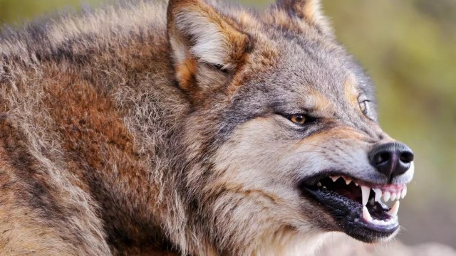 Волк - хищник лесов и степей