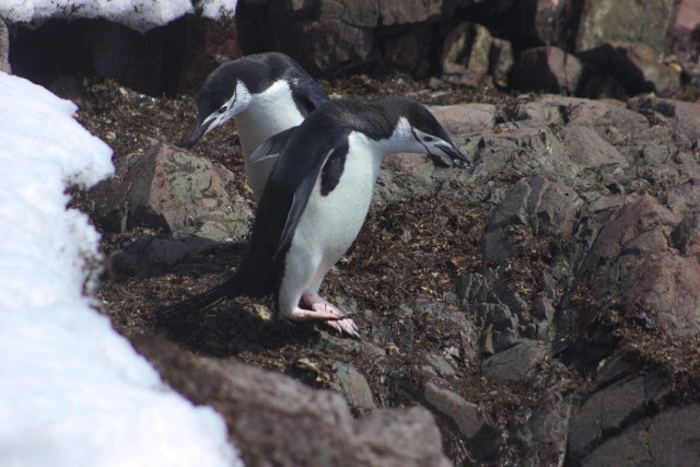Минутка антарктической орнитологии