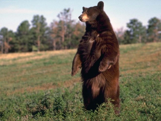 Интересное о медведях.