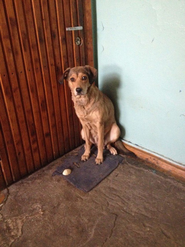 Осиротевшая собака три дня просидела у тела хозяина в Красноярске