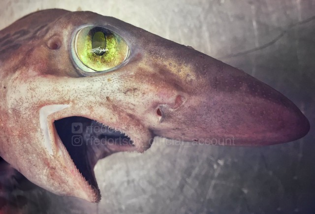Рыба-гоблин и акула-призрак. Новые фото жутких морских созданий от Романа Федорцова из Мурманска
