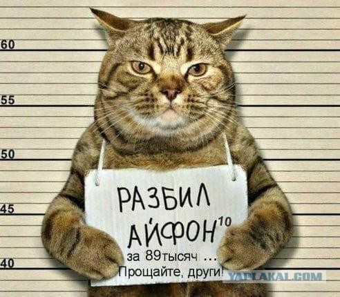 Котаны...