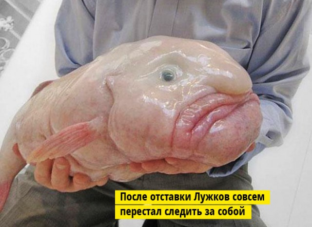 Рыба-капля:
