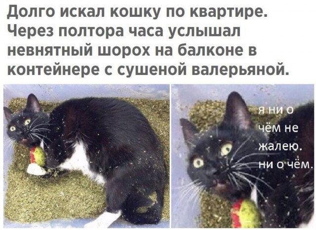 Кошачий переполох из-за валерьянки