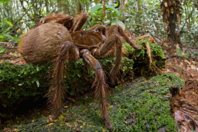 В тропическом лесу обнаружили огромного паука