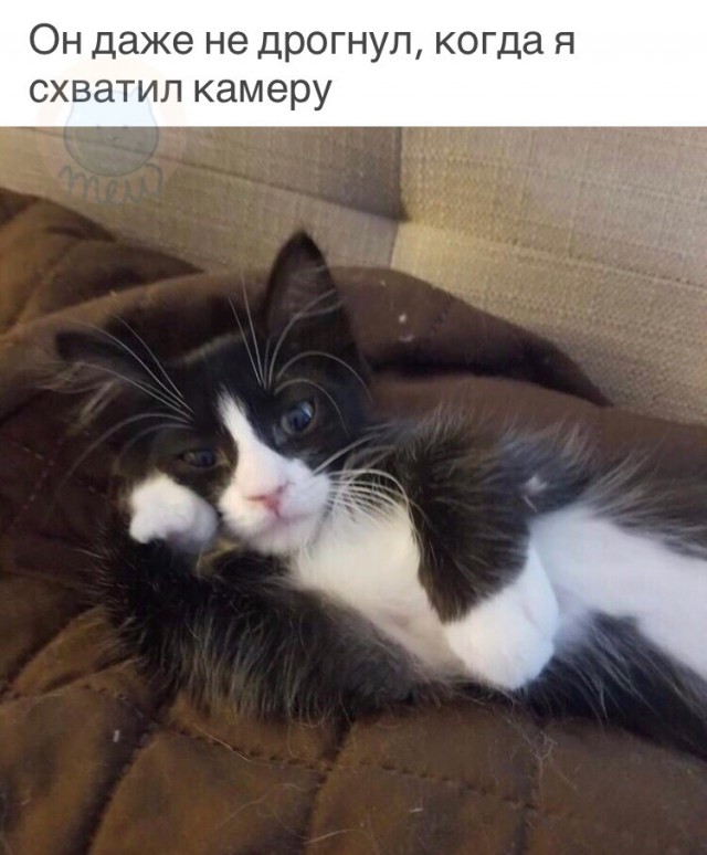 Прикольных котов пост