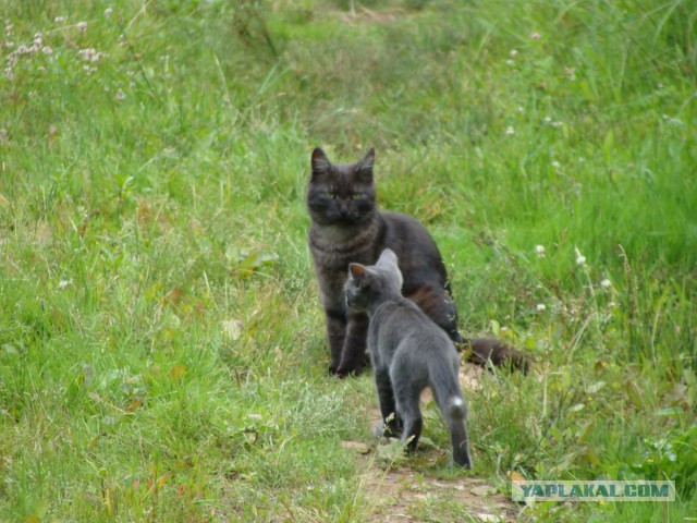 Мой первый Котовторник