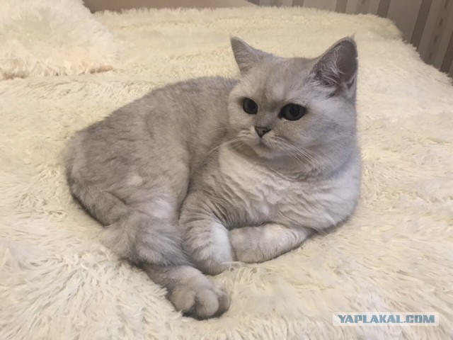 Котовторник! начнем? 04.06.19