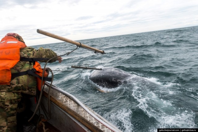 Китовая охота на Чукотке