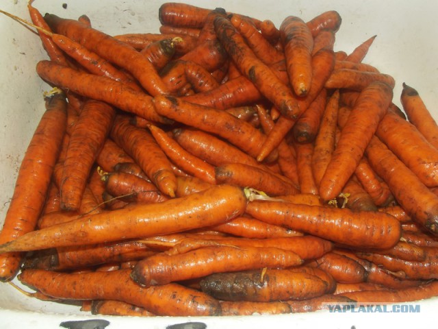 Морковки много не бывает!