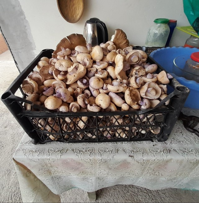 На юге Казахстана полезли грибы