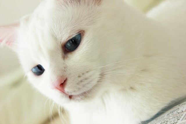 Эта кошка с шикарными глазами выглядит безупречно