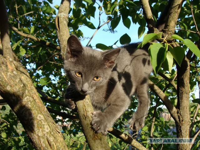 Мой первый Котовторник