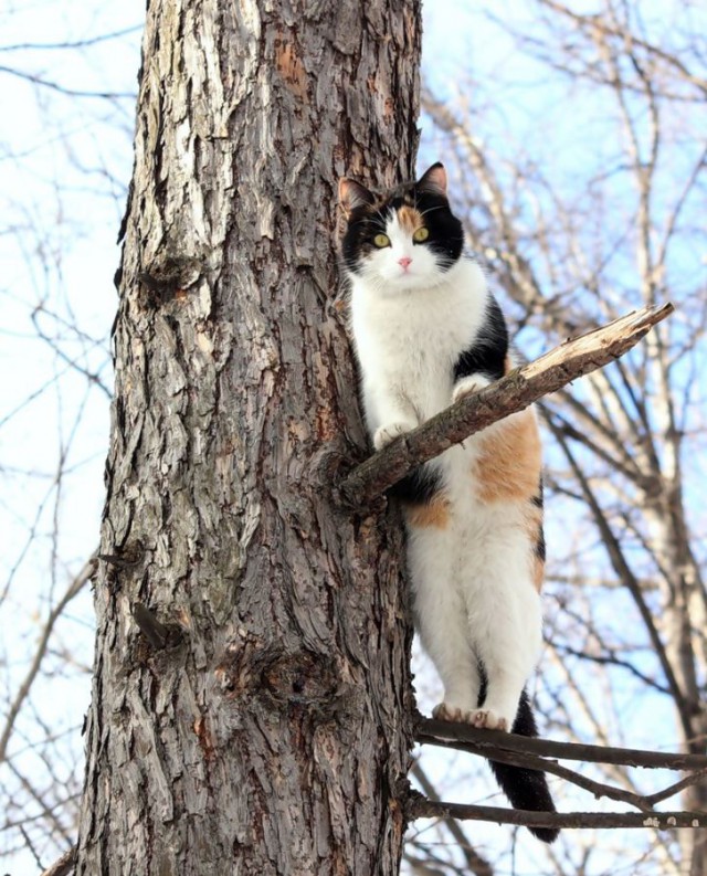 Коты и Кошки