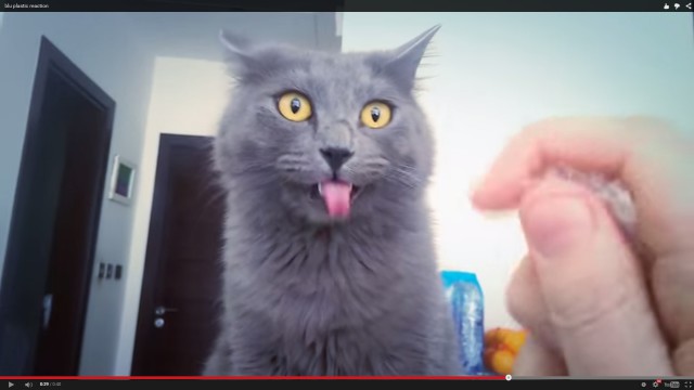 Реакция кота на шуршание пластиковой обертки