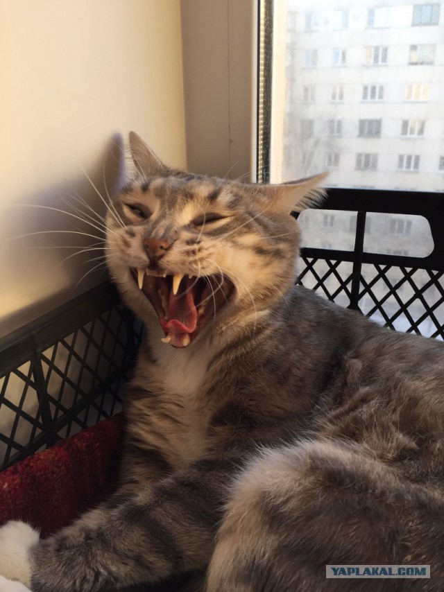 Мой зевающий кот