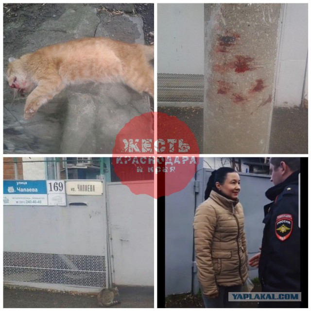 В Краснодаре пять свидетелей заявили, что женщина убила кота