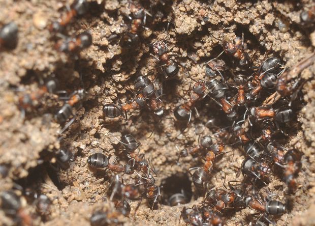 Потерявшиеся муравьи выжили в ядерном бункере без еды и королевы