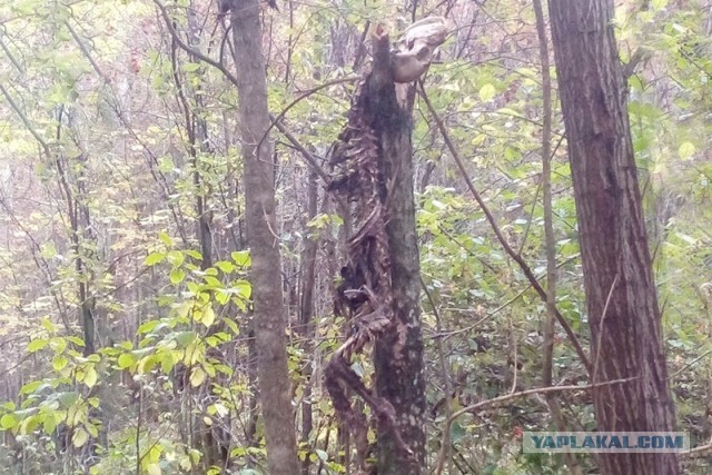 Жительница Подмосковья набрела в лесу на подвешенный скелет