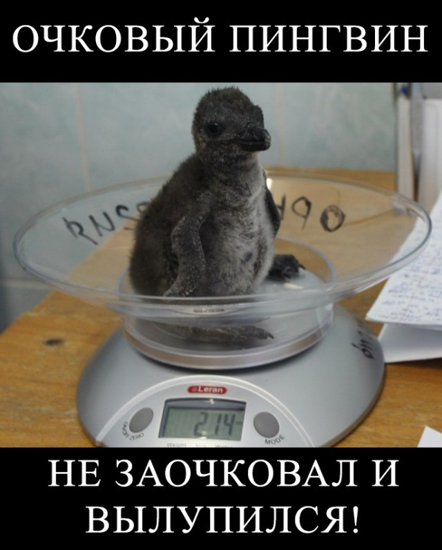 А у нас пингвин «родился»!