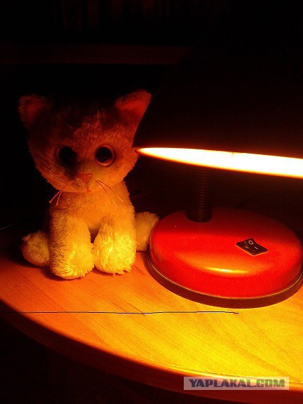 мой кот с лампой