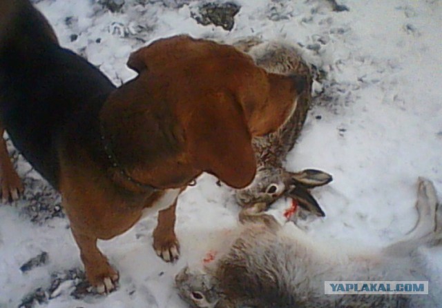 Под Саратовом собака застрелила охотника из ружья