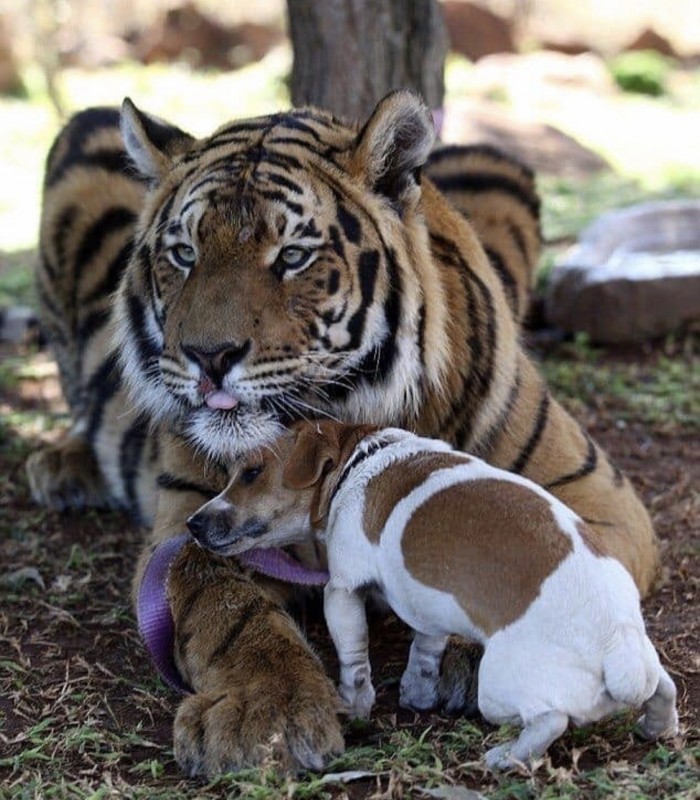 Кошки