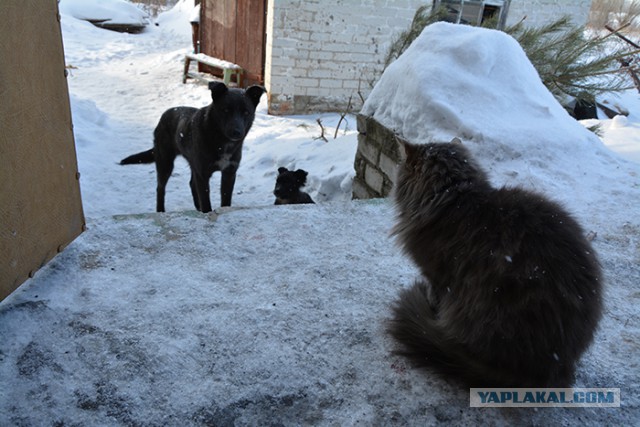 Страшнее кошки зверя нет