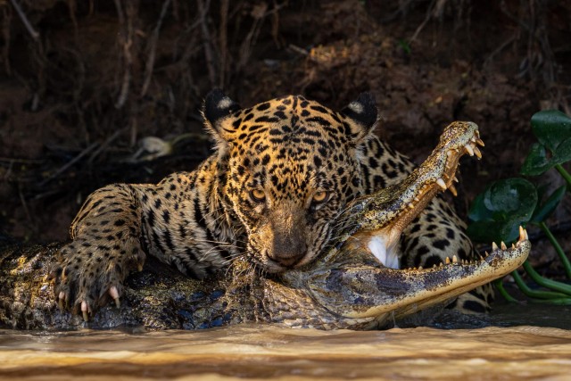 Представлены лучшие снимки дикой природы, получившие награду Sony World Photography Awards 2024