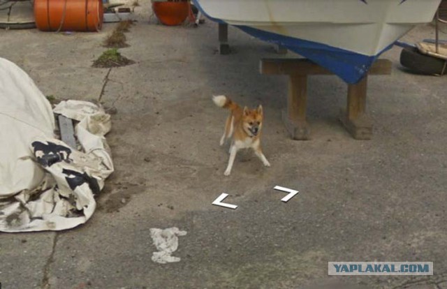 Собака — друг Google Street View