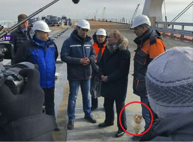 Кот Мостик следит за подготовкой избирательного участка у Крымского моста