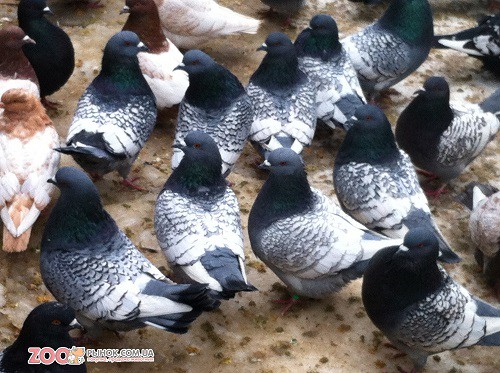 Тульские ученые предлагают жрать голубей