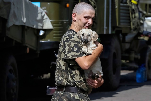 Кошки и собаки на войне в Донбассе