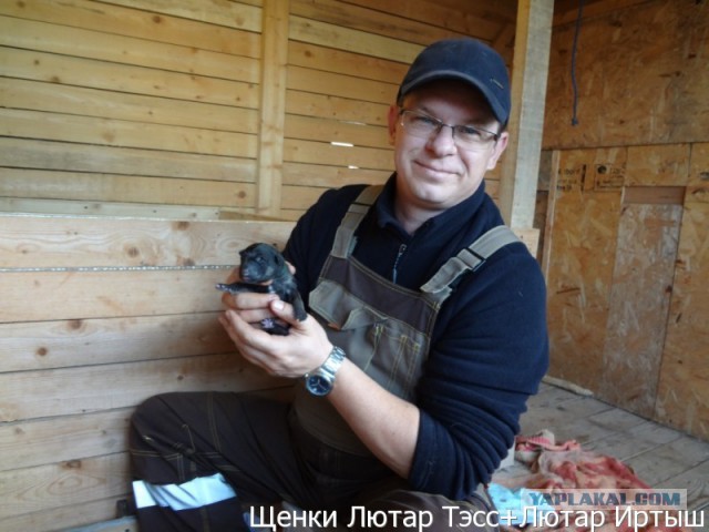 Щенки ВосточноЕвропейской Овчарки, ВЕО, в Можайске