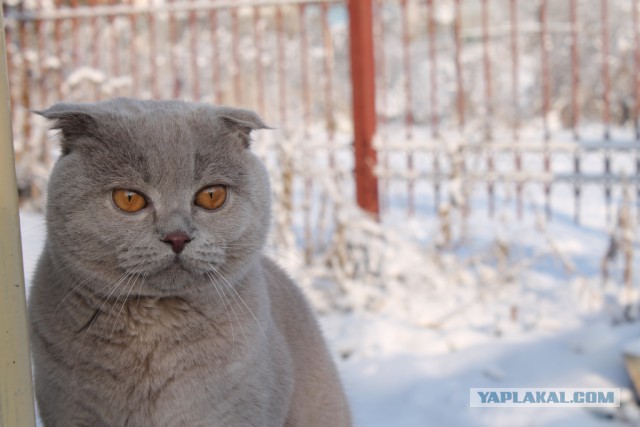 Как сделать чтобы кошка не метила