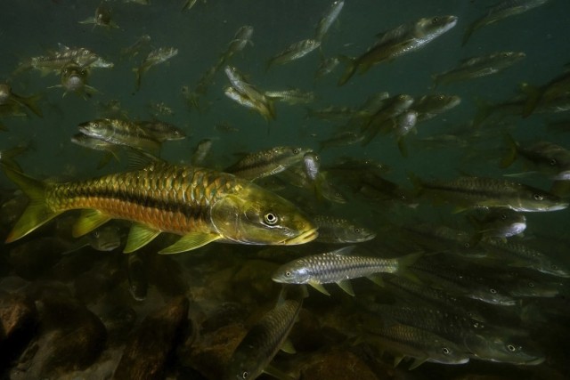 Золотой махсир: Настоящий речной тигр. Рыба, чья сила превращает простую рыбалку в экстремальное состязание