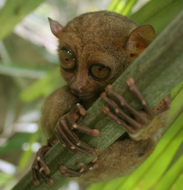 Долгопяты (лат. Tarsius)