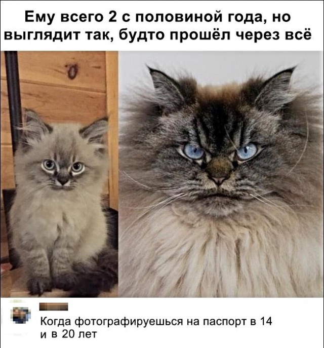 Картинки с котами и про котов