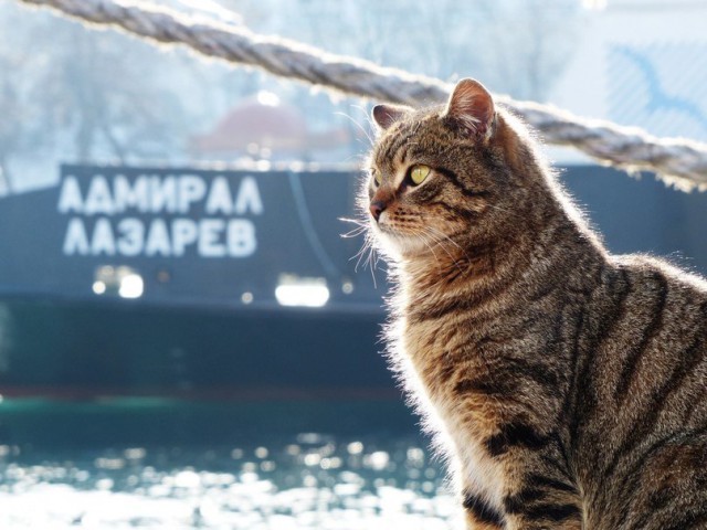 Крымские коты.