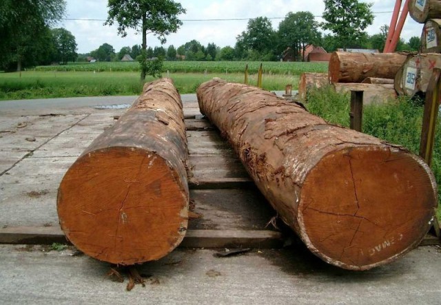 Что мы знаем о деревьях? Вот какие тайны хранит древесина