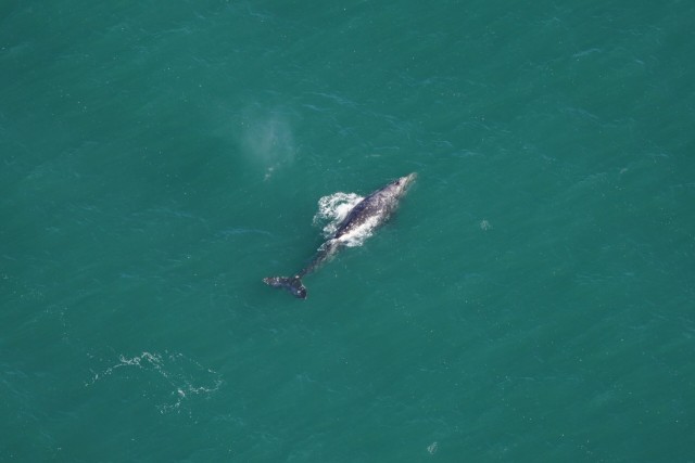 В водах Атлантического океана впервые за 200 лет был замечен серый кит