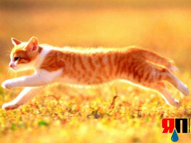 10 интересных фактов о кошках
