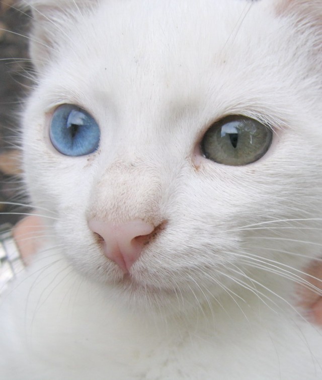 Кот с разным цветом глаз