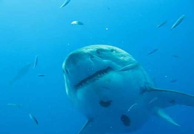 Самая большая в мире акула которую удалось сфотографировать.